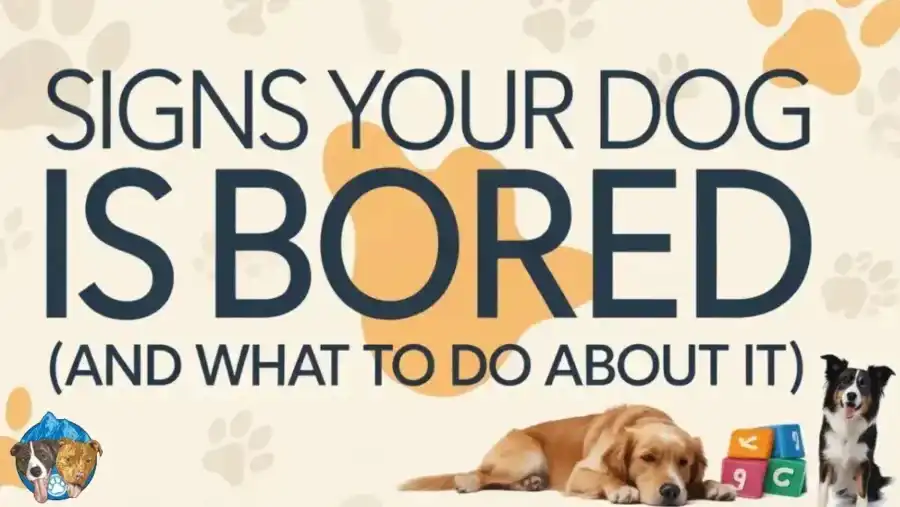 Signs your dog is bored and what to do about it