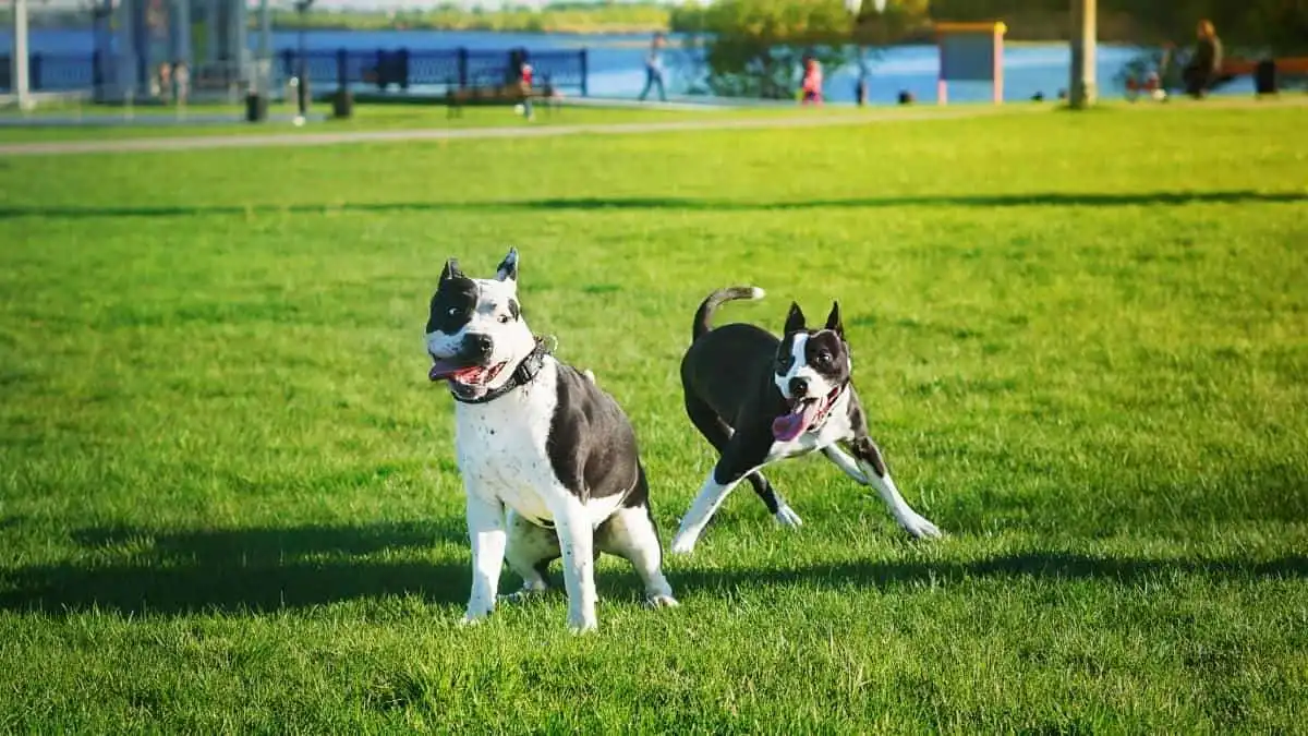 If your dog enjoys it playdates are a great way to have fun with your dog