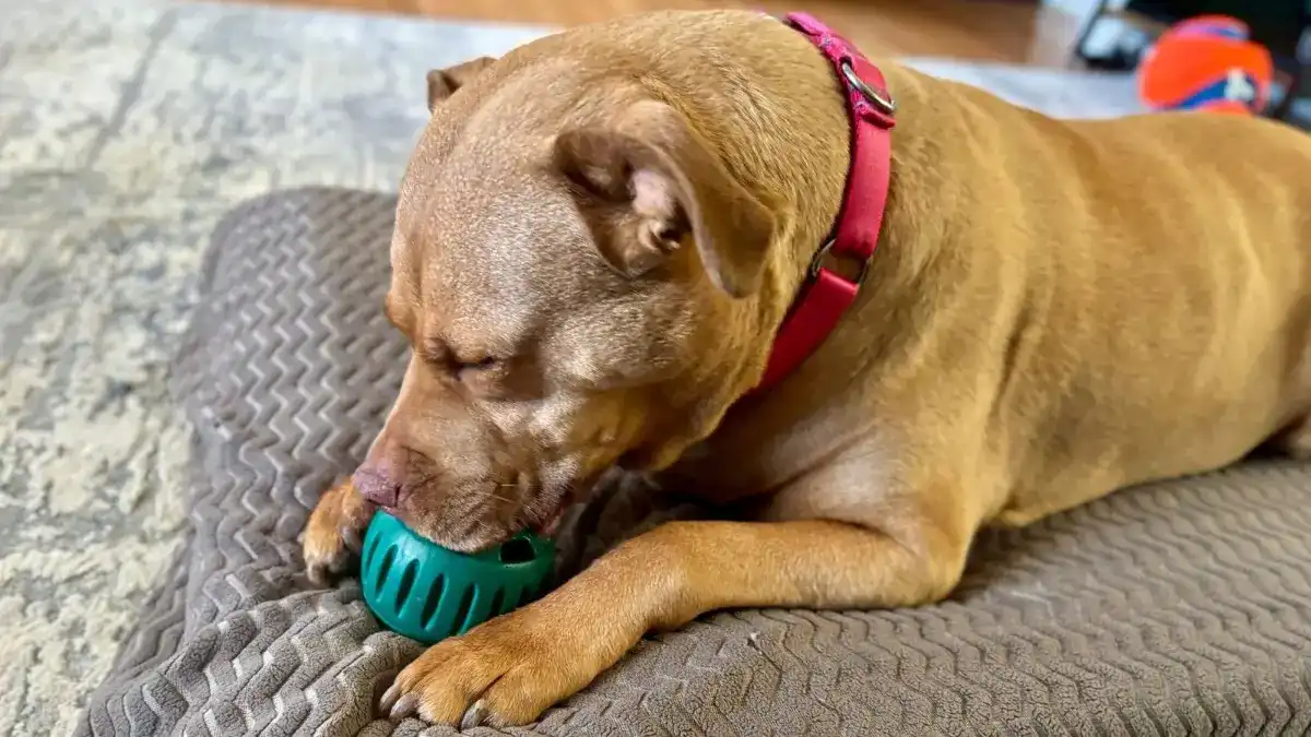 Image of primmie using a pupsicle on a diy bed