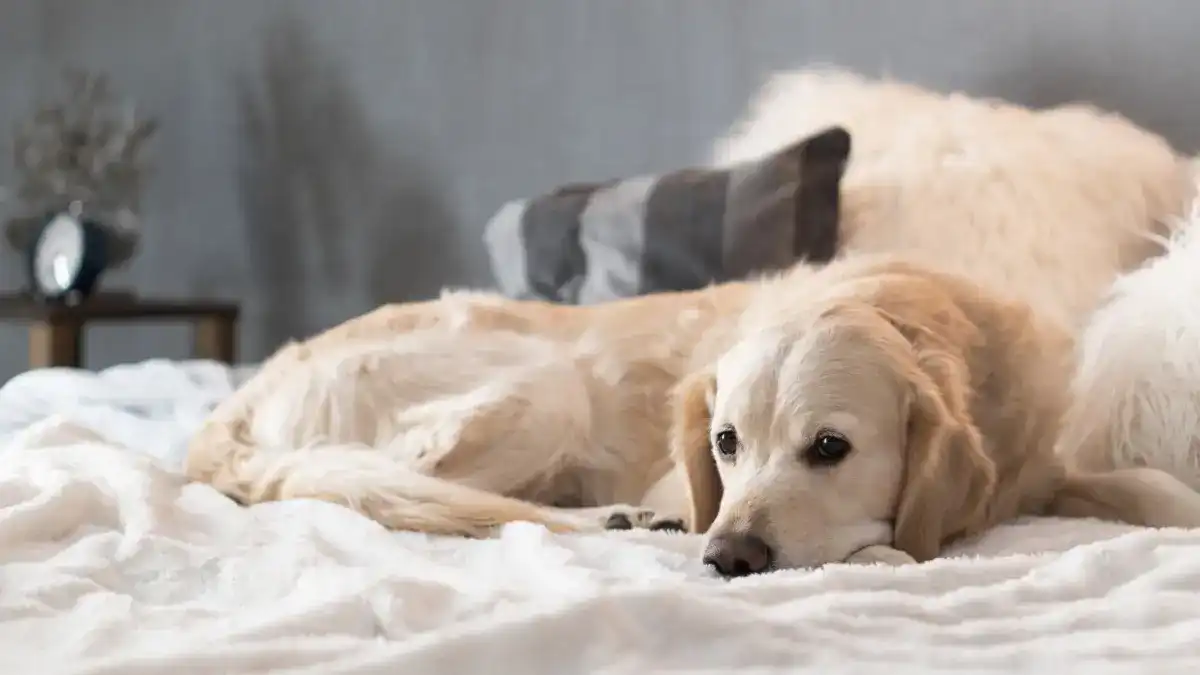White dog laying on a white bed