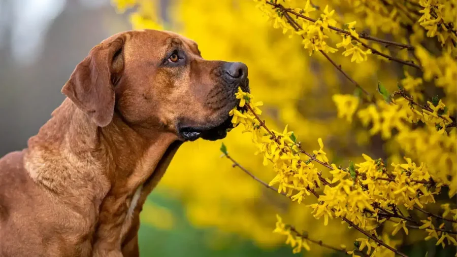 Dog Friendly Shrubs - A guide to a dog safe yard