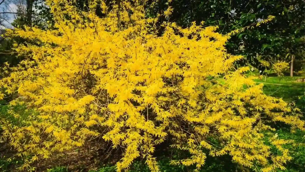 10 forsythia is a striking plant that easy to shape Forsythia is a striking plant that easy to shape