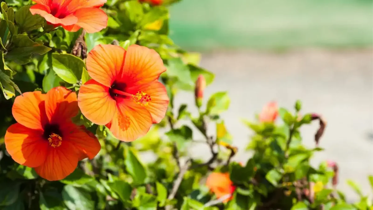 11 hibiscus is a colorful shrub Hibiscus is a colorful shrub that is safe for dogs