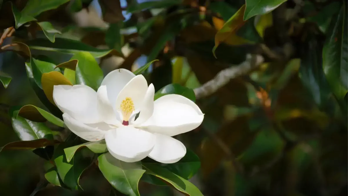 13 white flower of a magnolia tree White flower of a magnolia tree in a tree with green leaves