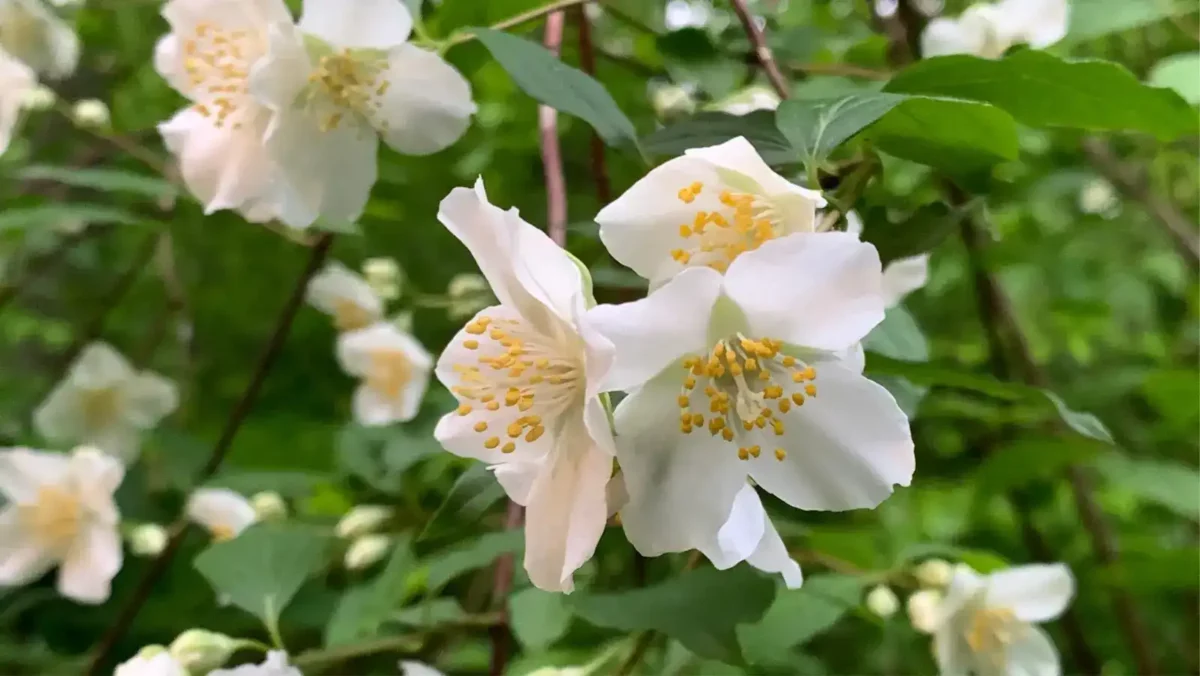 14 mock orange is fragrant dog friendly shrub Mock orange is fragrant dog friendly shrub