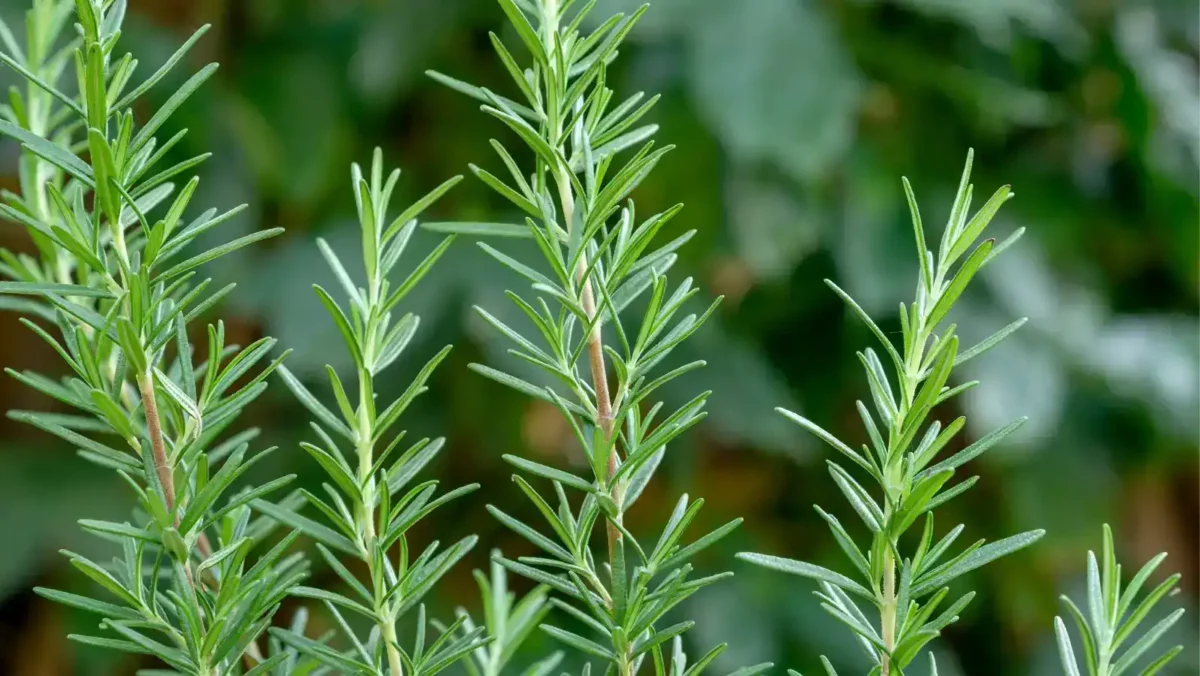 16 rosemary is a dog safe shrub that you can eat too Rosemary is a dog safe shrub that you can eat too