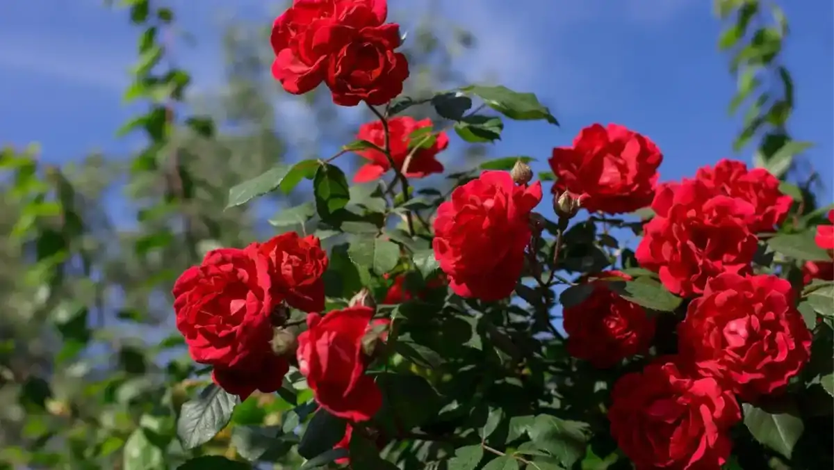 17 roses are a great dog safe shrub just be careful Roses are a great dog safe shrub just be careful with thorns