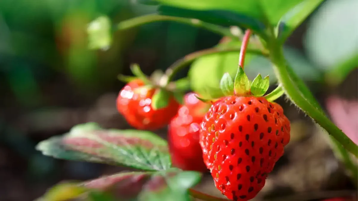 18 strawberry bush is a dog friendly shrub Strawberry bush is a dog friendly shrub that is perfect if you enjoy gardens