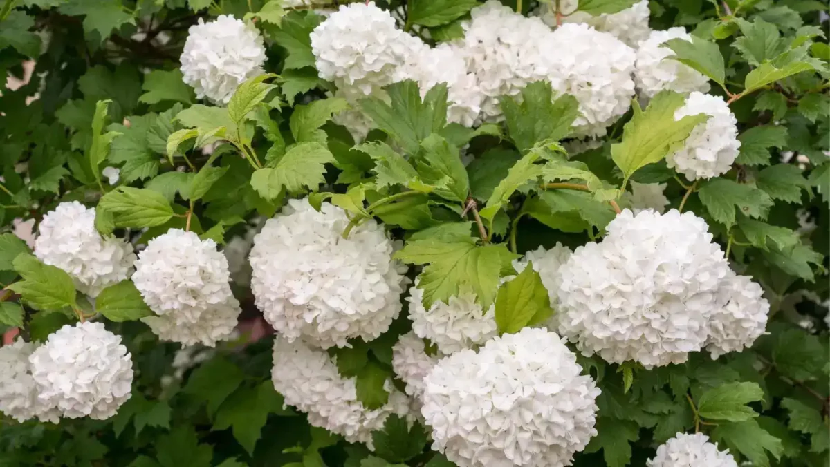 19 viburnum can be made into a hedgerow Viburnum can be made into a hedgerow which is perfect if you want to block a sightline