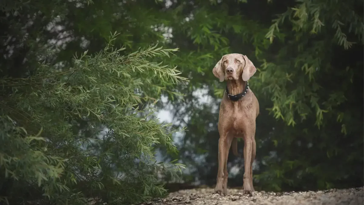21 dog safe shrubs will let your dog explore safely Dog safe shrubs will let your dog explore your yard safely