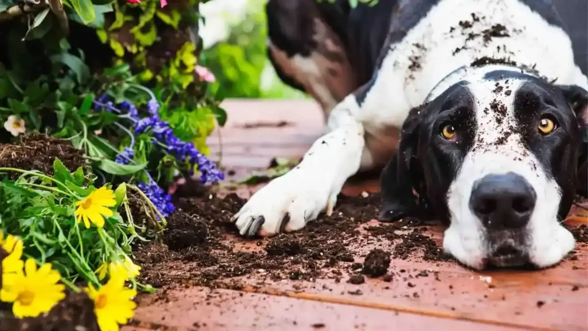 3 large dog laying next to plants that were dug up Large white dog lying next to plants that were dug up
