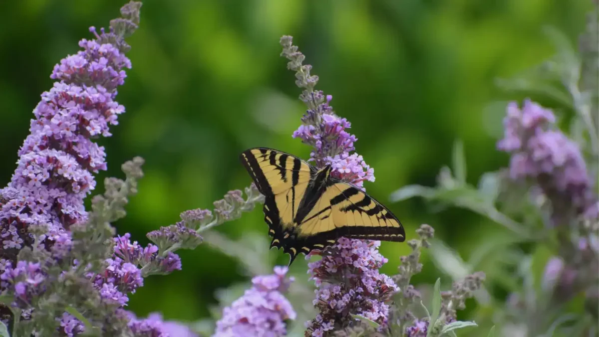 5 butterfly bush is a bright option for pollinators Butterfly bush is a bright dog friendly shrub for pollinators