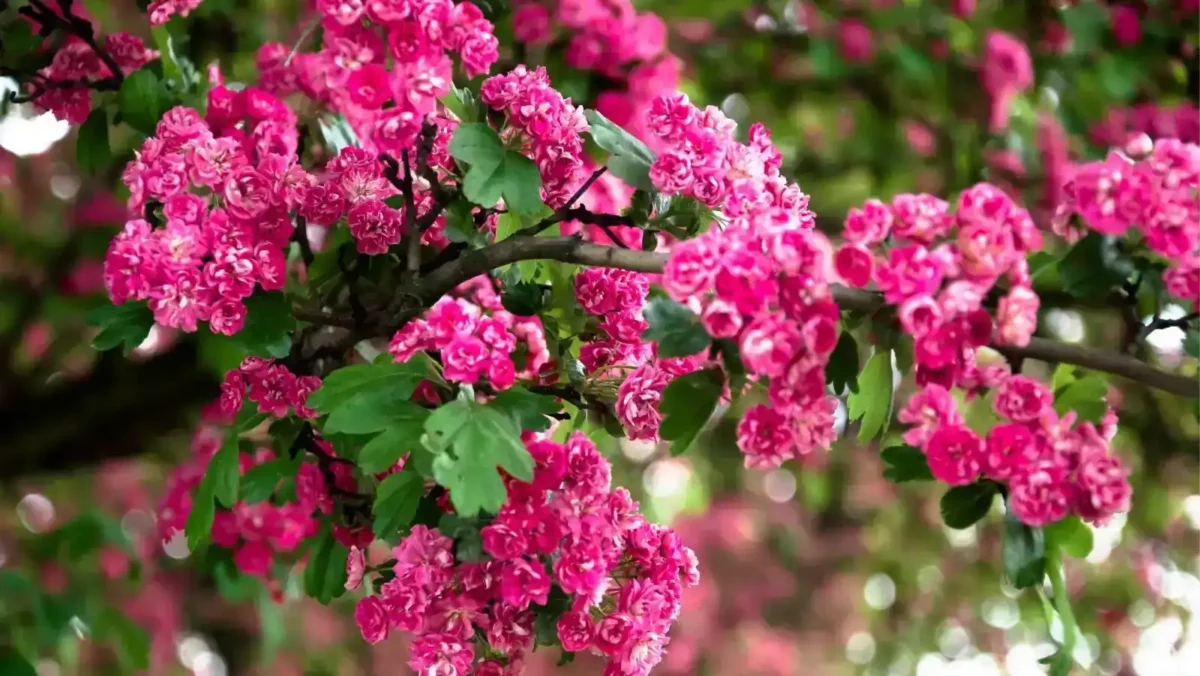 8 crape myrtle is one of our favorite shrubs Image of pink crape myrtle blooms in a shrub