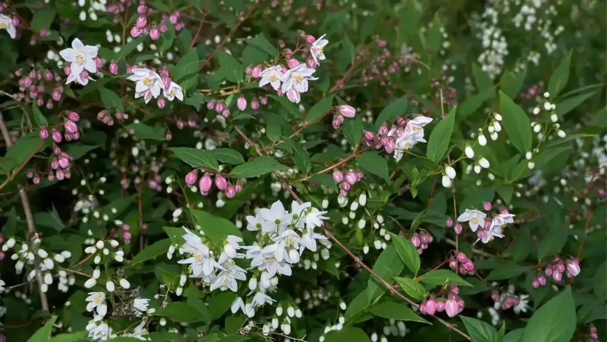 9 deutzia is a colorful addition to your yard Deutzia is a colorful addition to your yard