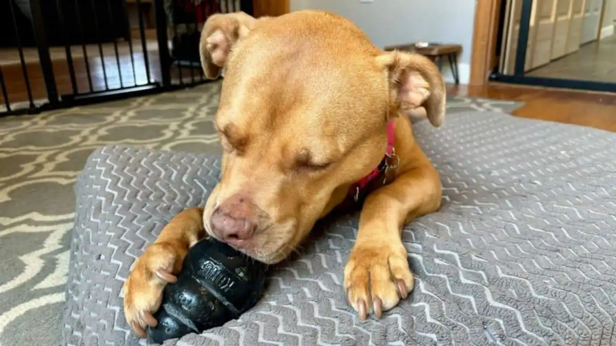 benefits of using frozen kong recipes Primmie holding a kong on a grey dog bed