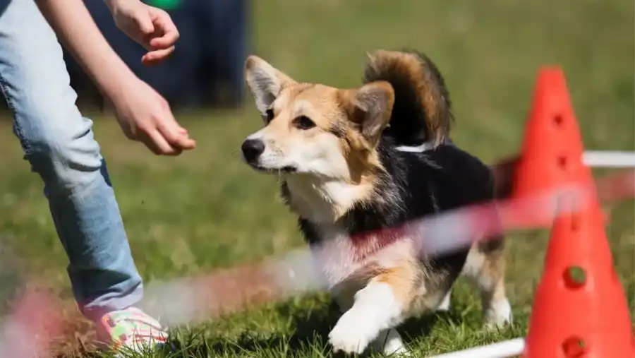How to make your own DIY dog agility equipment