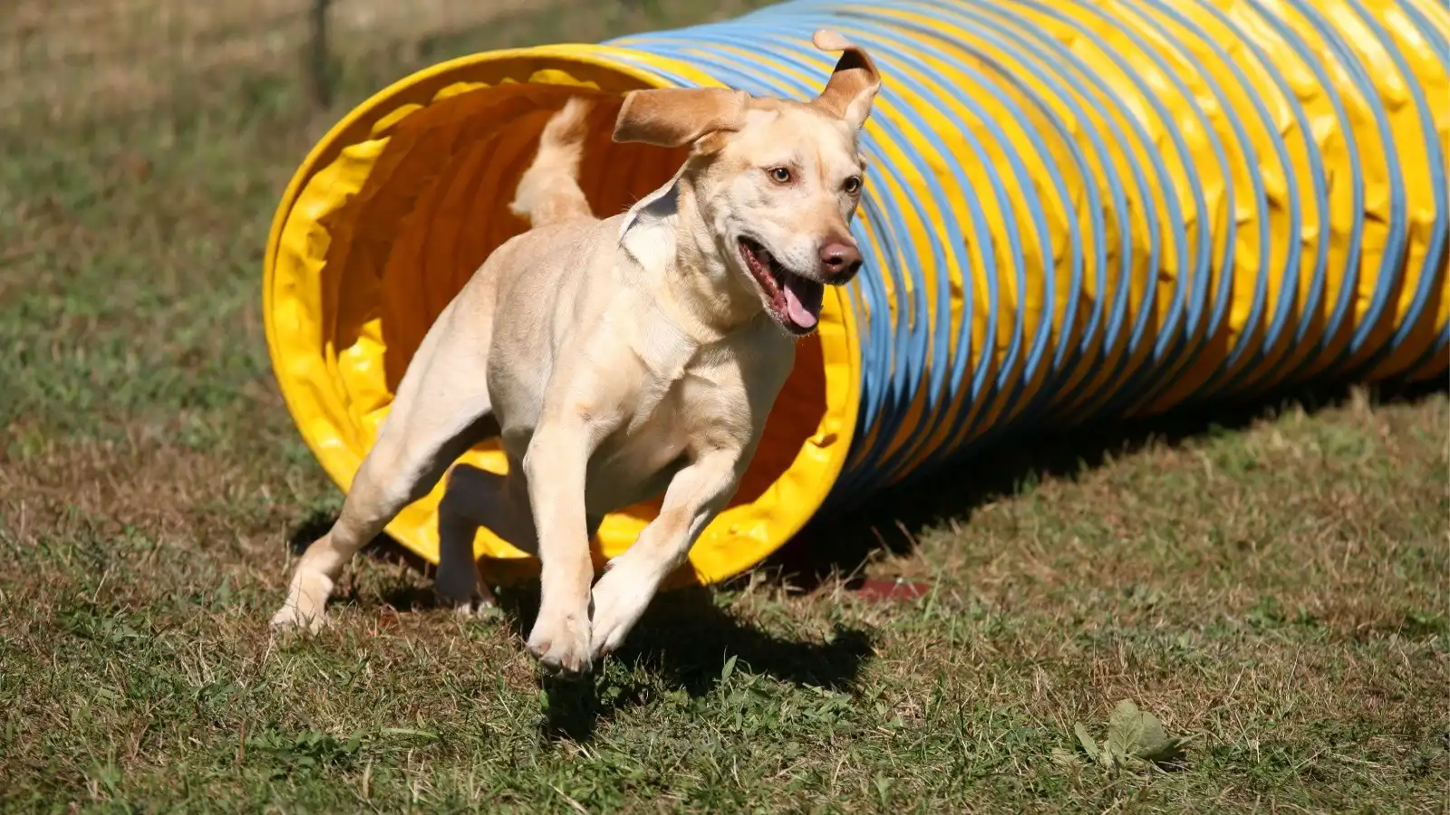11 tunnels Dog tunnels are a great place to get started with agility