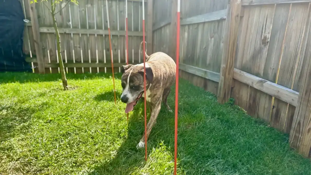 14 diy weave poles Any stake shaped object can make perfect weave poles for your dog