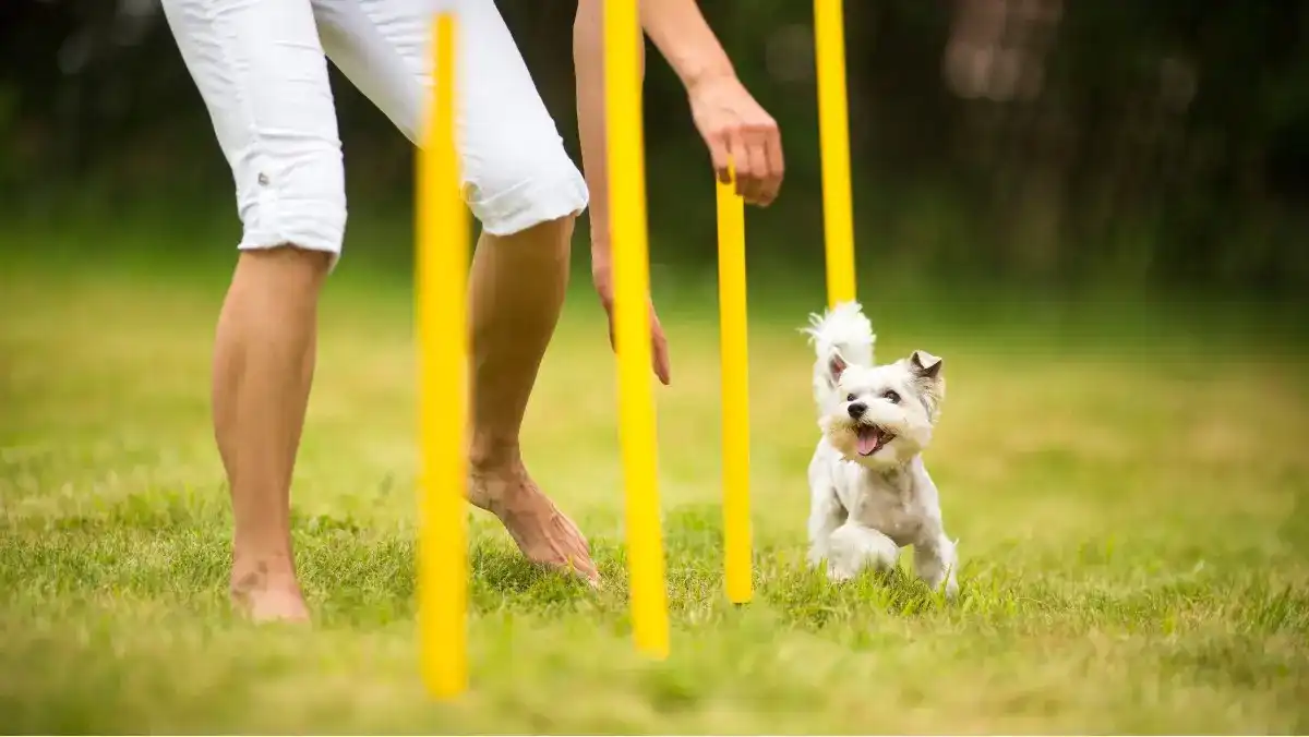 2 beginner dog agility benefits Beginner dog agility training with small dog being lured through weave poles