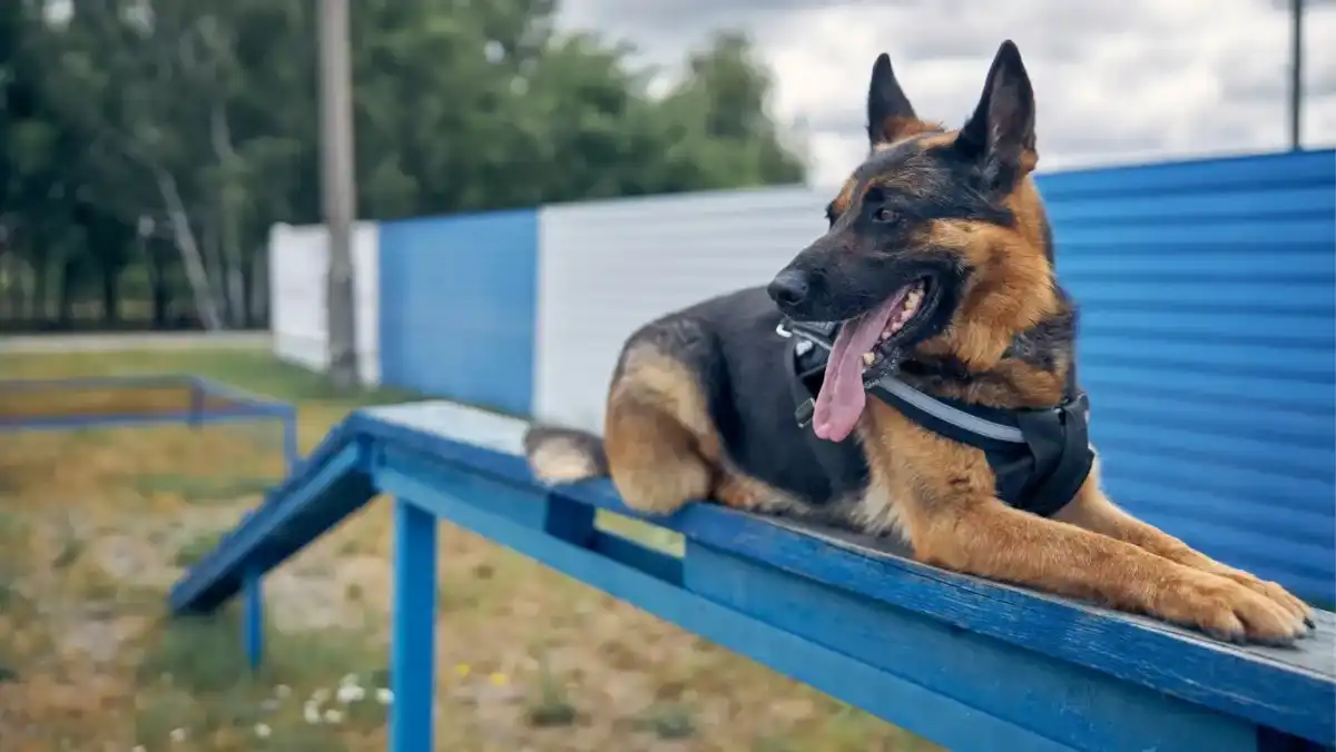 4 safety notes other advice German shepherd laying down on a blue agility walk