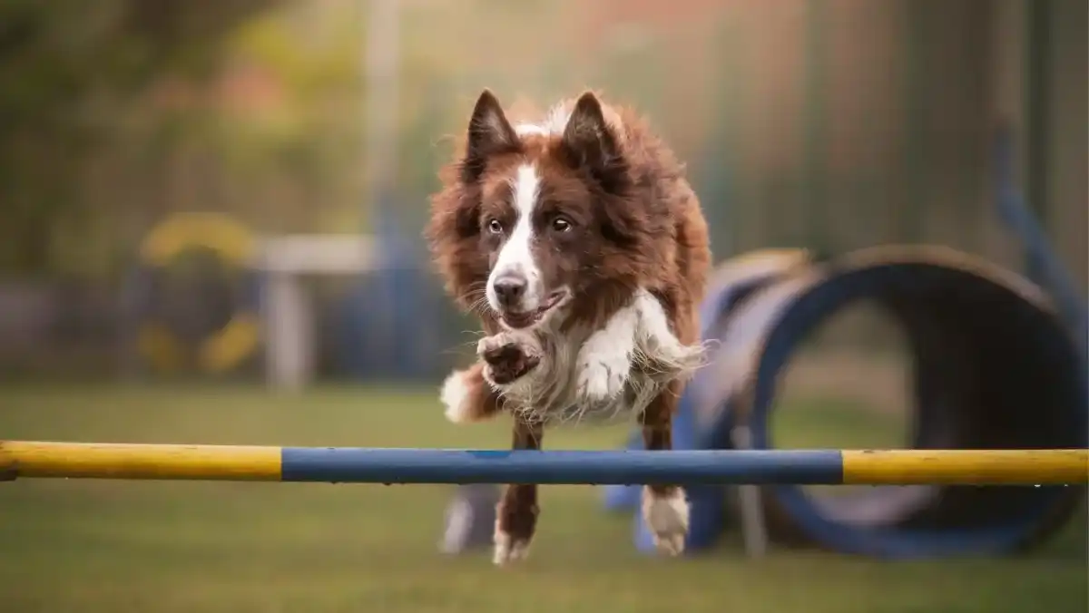 6 jumps and over Brown and white dog jumping over a blue and yellow bar outside