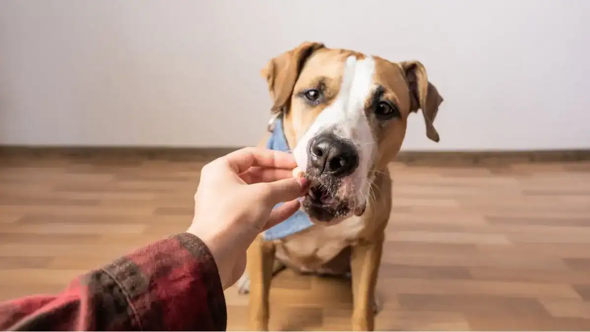 7 our favorite training rewards Tan and white dog getting hand fed a treat inside