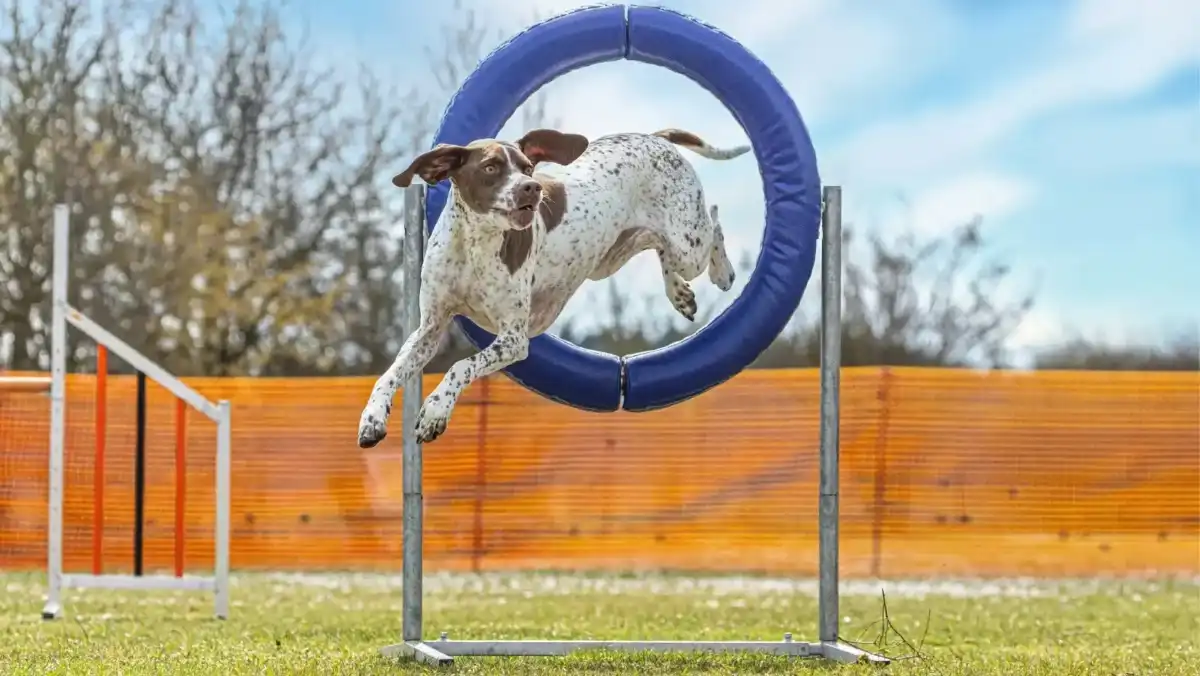 8 hoop jumps Pointer dog jumping through a blue hoop outside