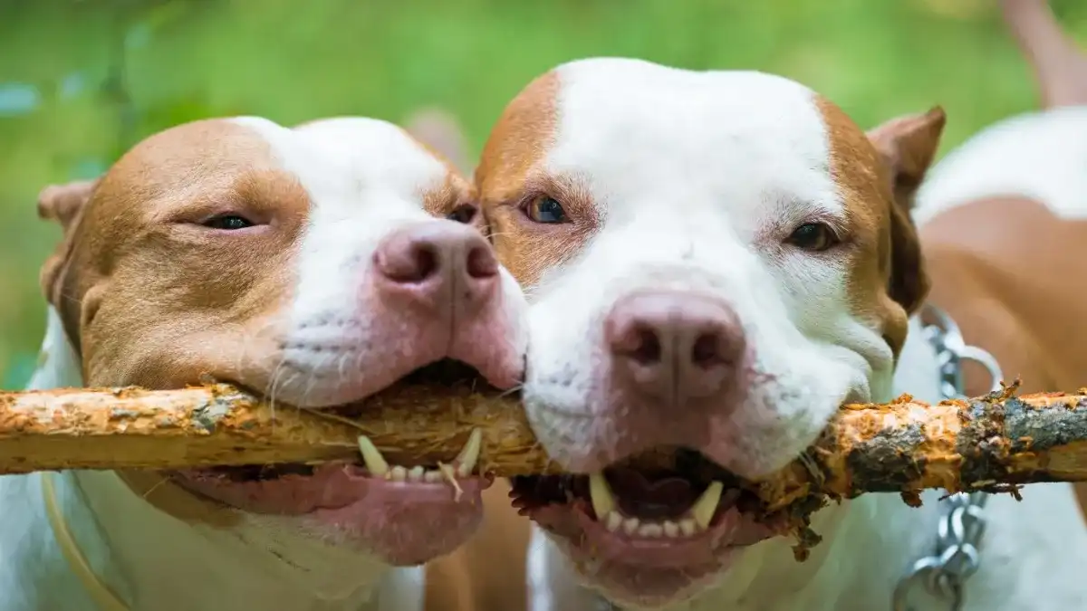 2 brown and white pitbulls holding a stick together