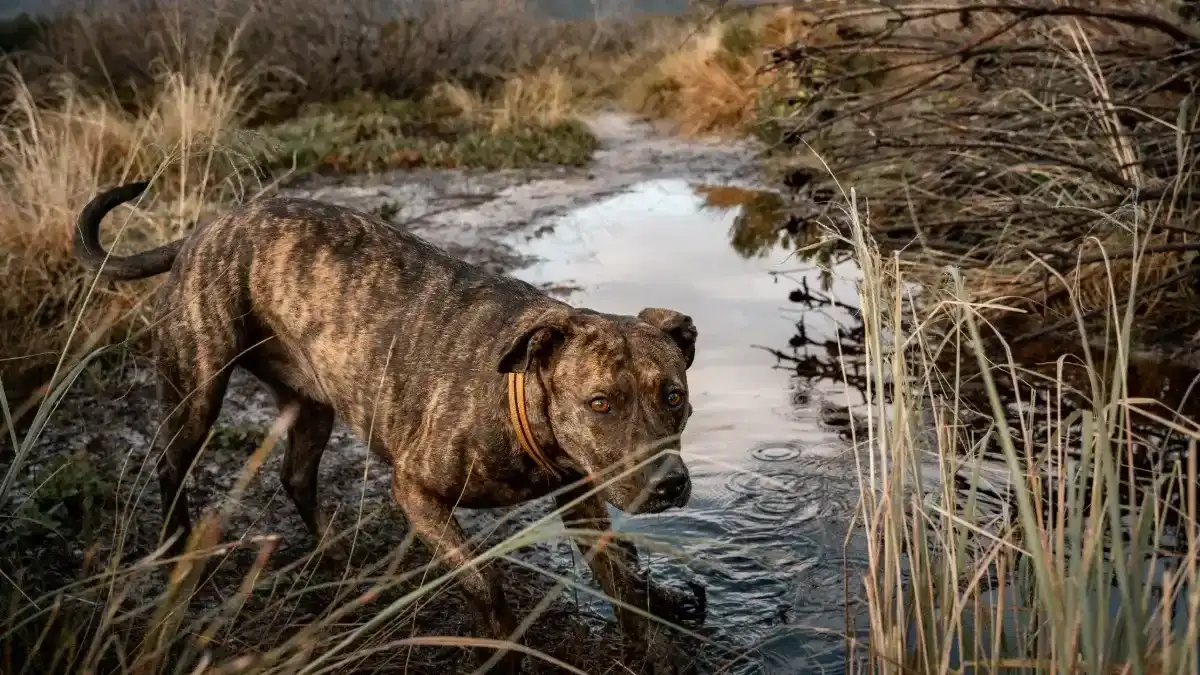 Brindle bully breed playing in the mud in the woods