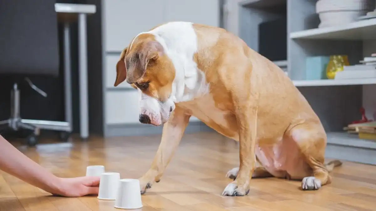 Light brown and white dog playing a cup shell game