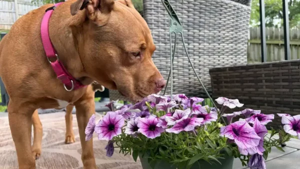 Tan pitbull smelling pink and purple petunias on a grey deck