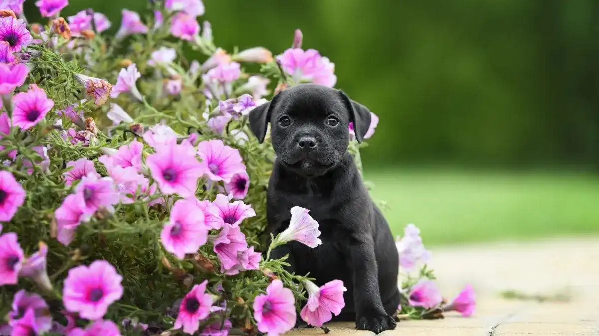 Are petunias safe for dogs