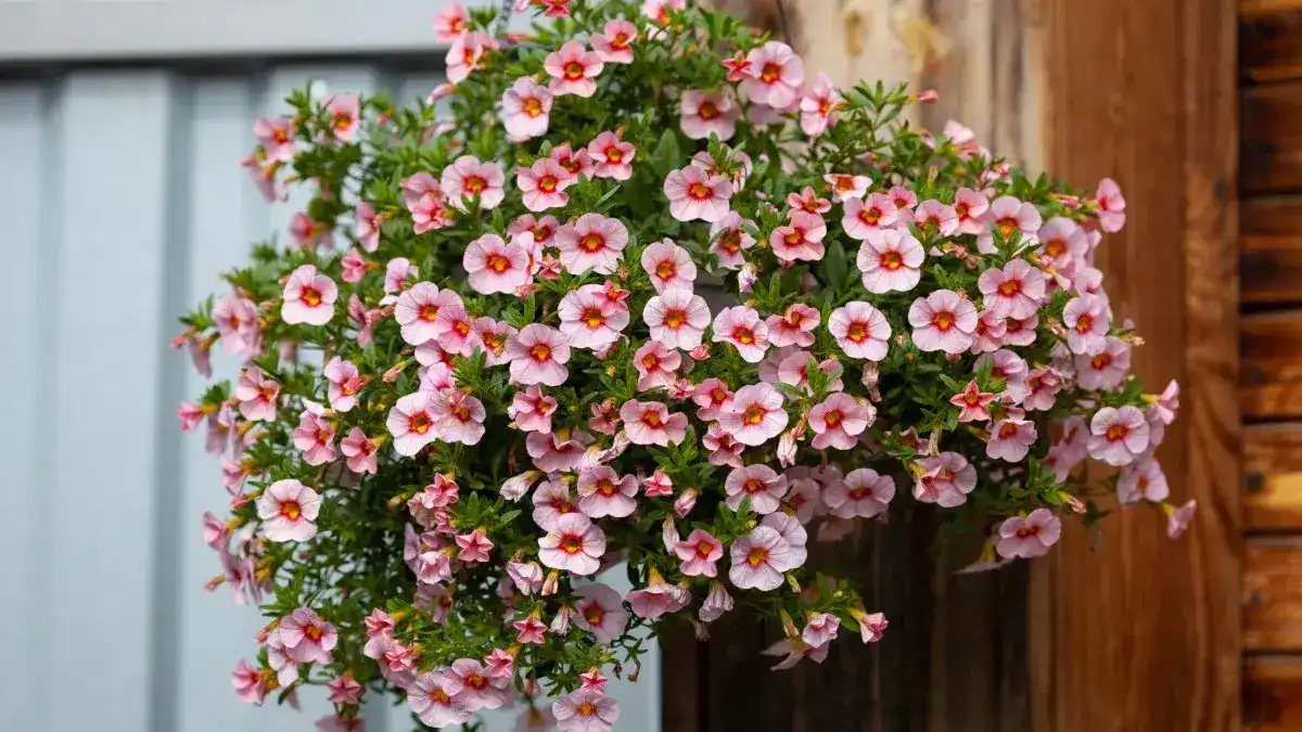Pink calibrachoa flowers in a hanging basket