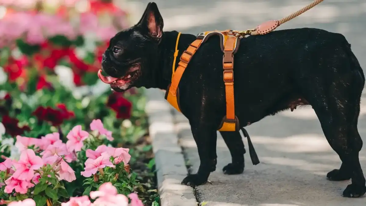 Black small dog smelling pink petunias with an orange harness
