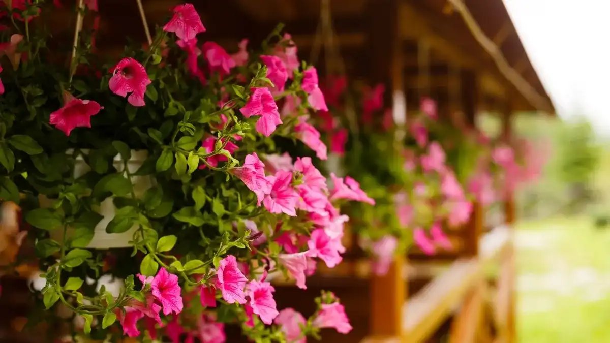 Pink petunias in a hanging basket on a wood porch