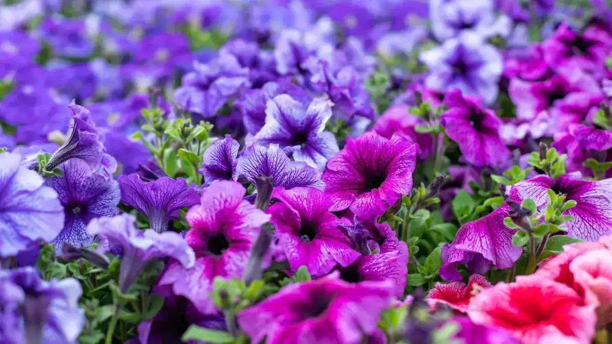 A field of purple and pink petunias