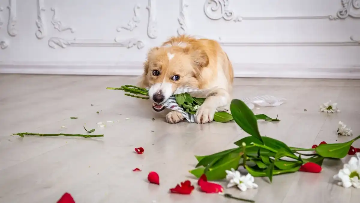 Dog chewing on parts of flowers in a formal room