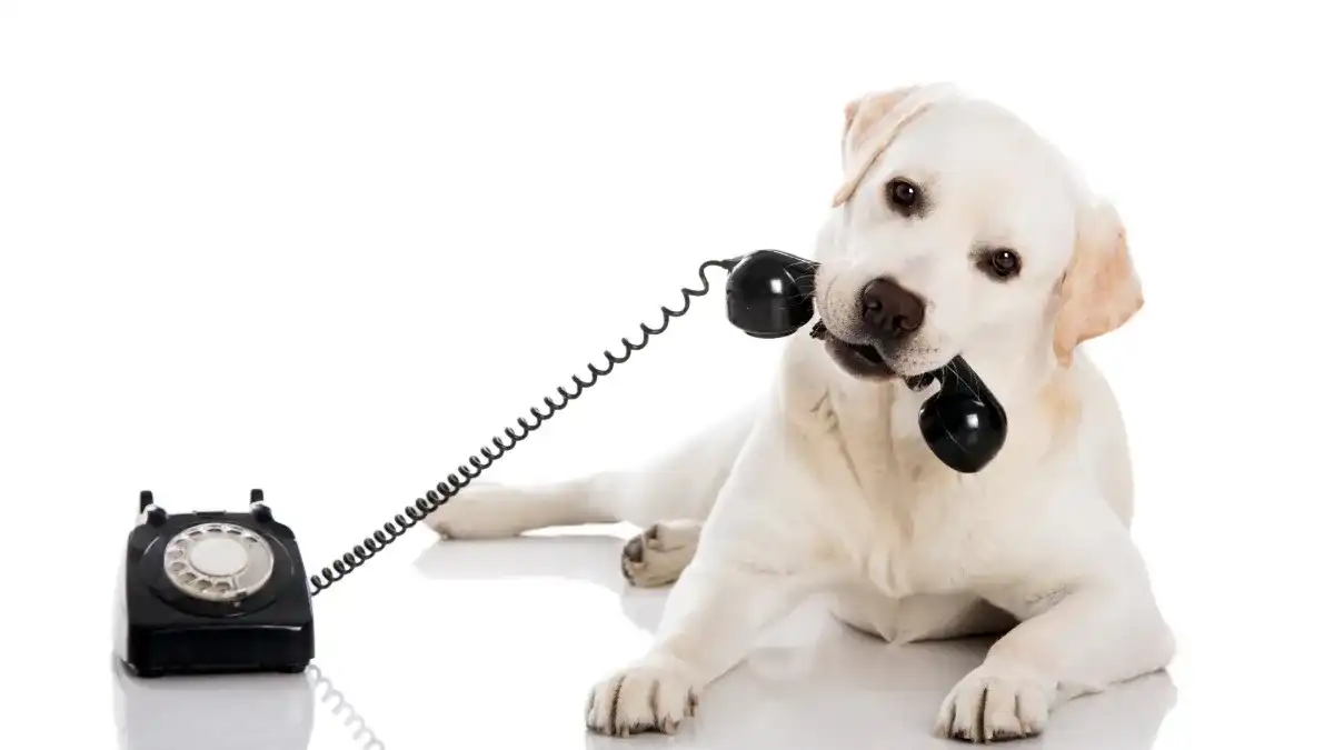 White dog holding a black rotary phone in mouth